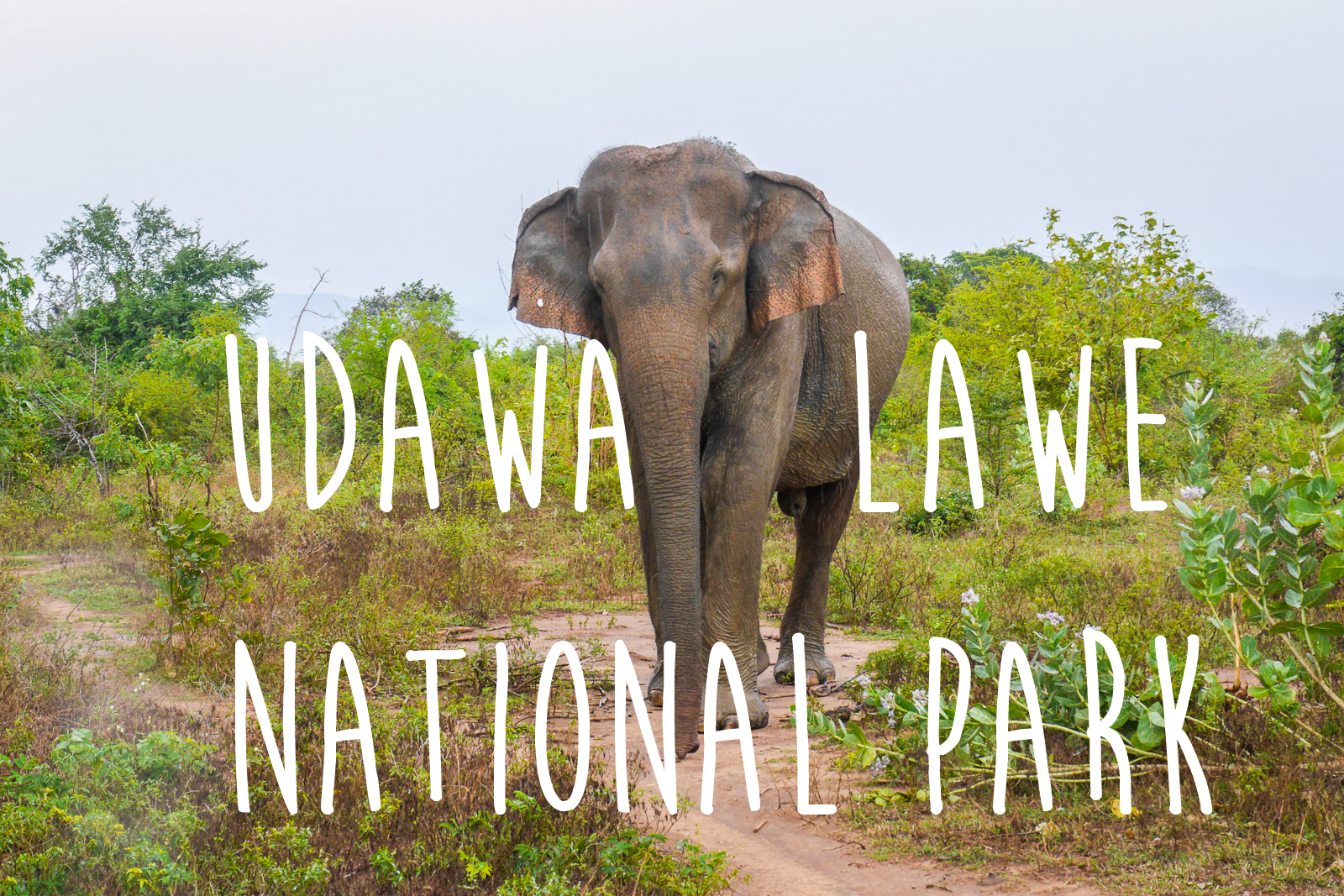 Udawalawe National Park {VIDEO}