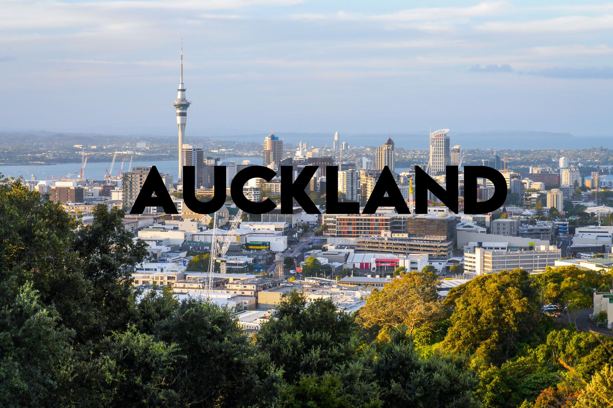 An Adventure in Auckland with Two Dogs and a Couple of Cats